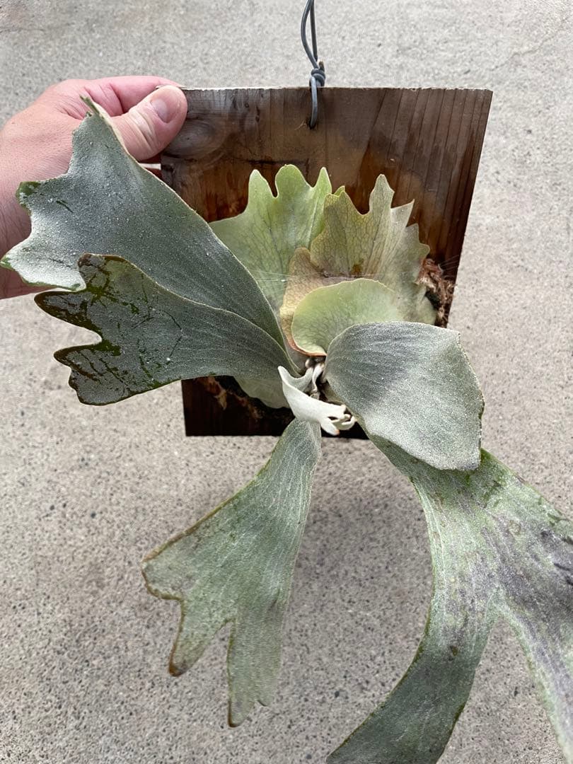 ビカクシダ　P.sp HK sporeling 【majus mix】　大株