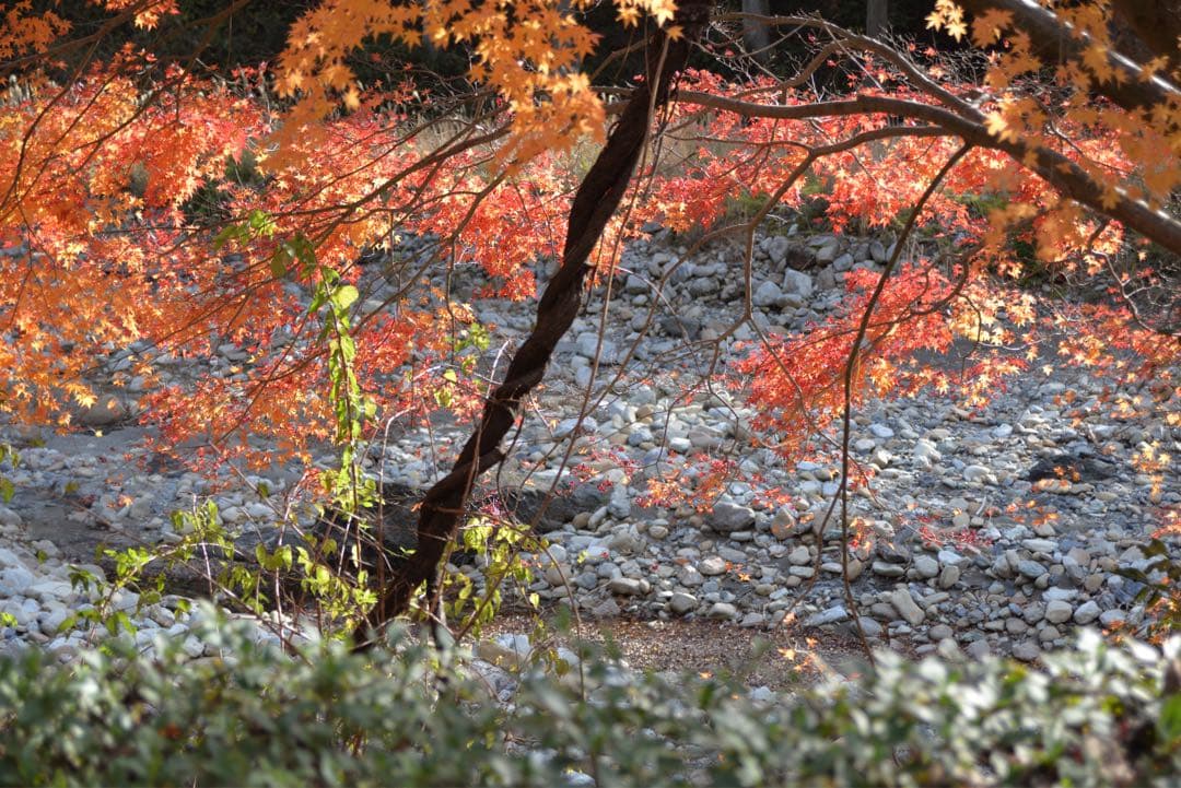 saloon。　Nikon D610