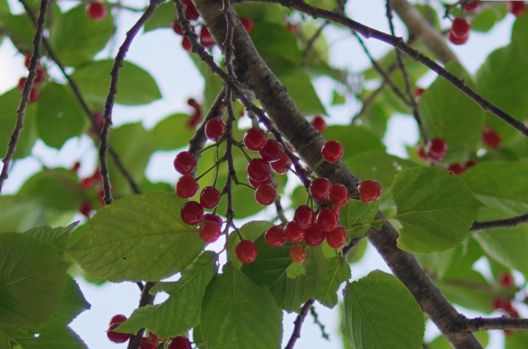 希少 CONTAX Distagon T* 28mm F2 AEG