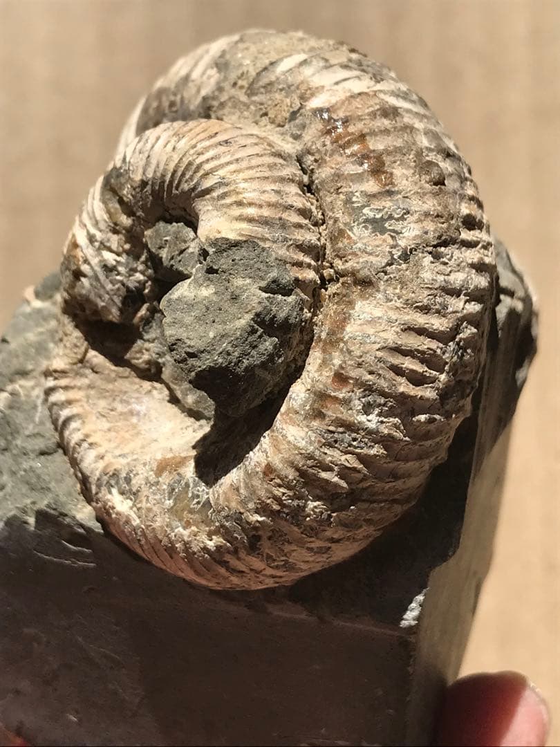 【限定価格】マダガスカル産　異常巻きアンモナイト化石（ノストセラス）　母岩付き