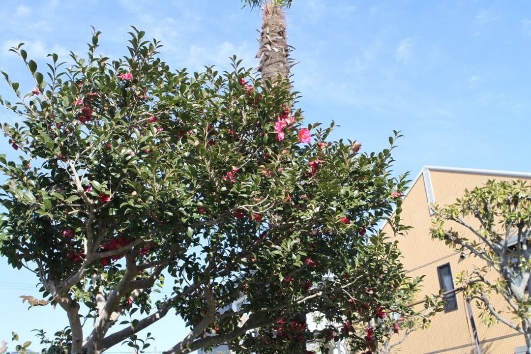 Canon ef 24-70mm F2.8 l usm キャノン ズームレンズ