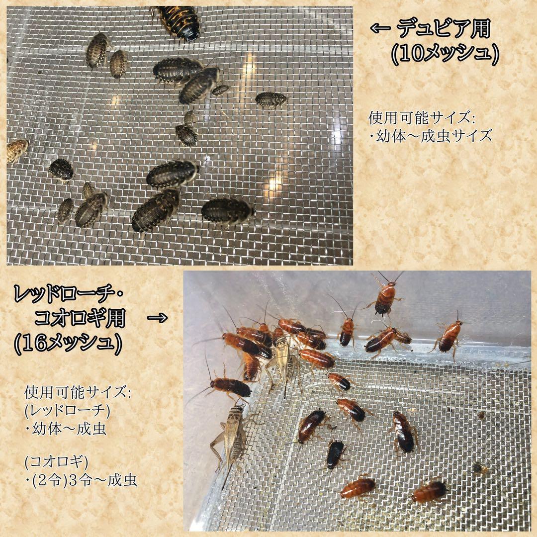 マタレオン様　Ｍ(フル)(レ)