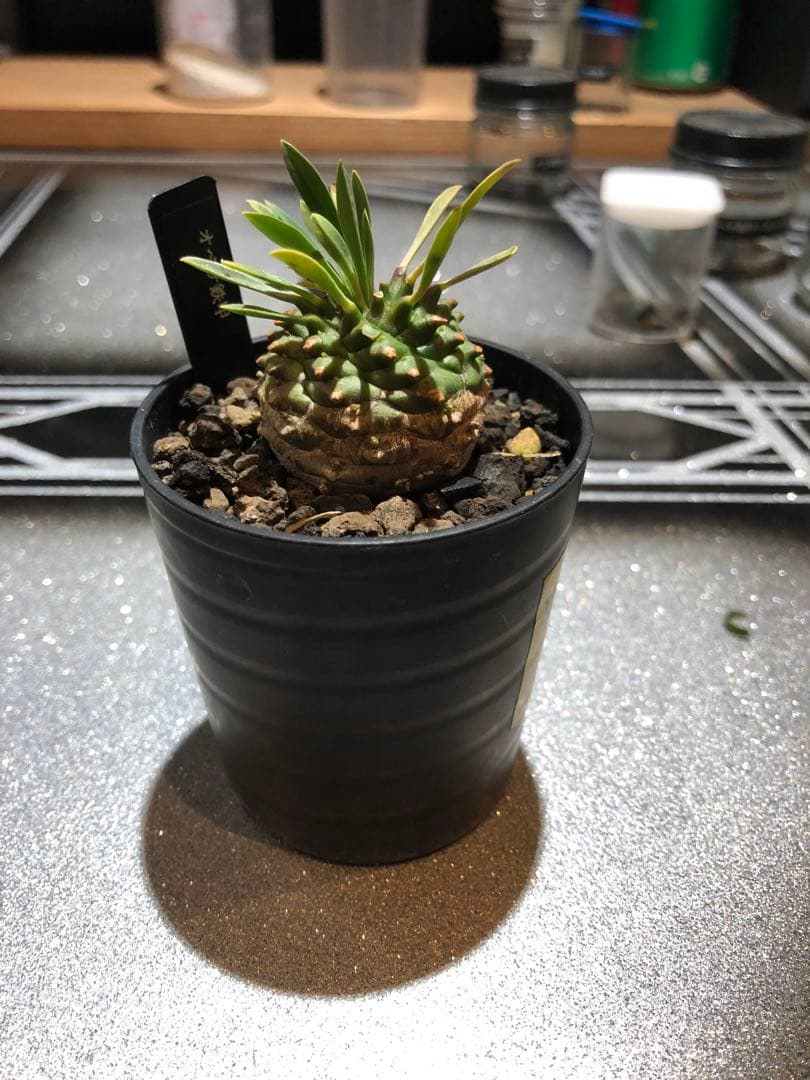 オベサ鉄甲⑭　実生　　2022年頃　播種　良型　フーフォルビアオベサ♀✕鉄甲丸♂