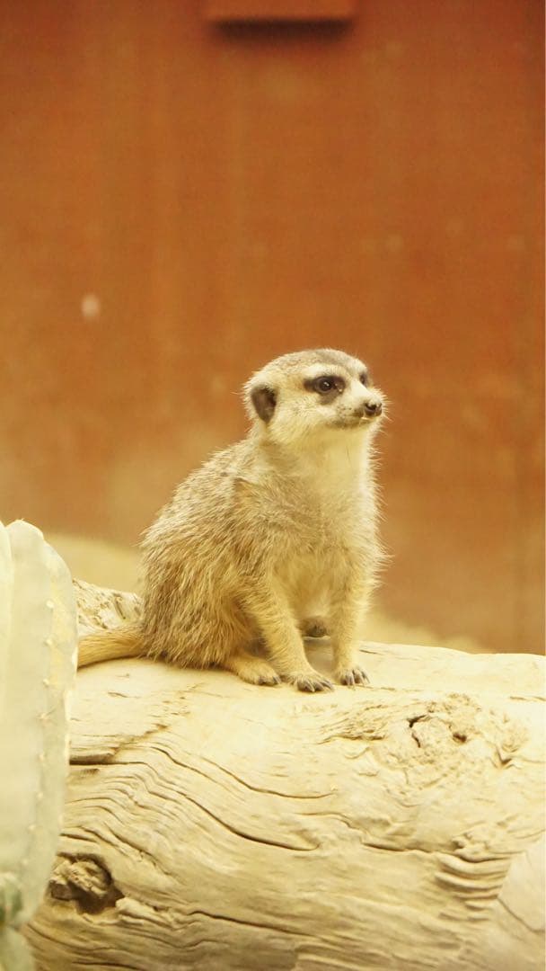 【値下げ交渉受付中】SONY α6000/デジタル一眼レフカメラ/レンズセット