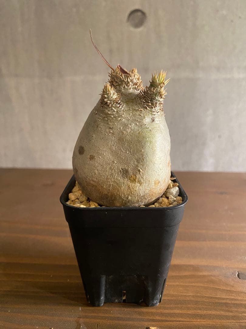 パキボディウム イノピナツム 現地球