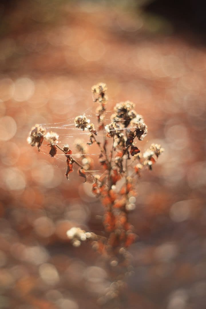 Super-Takumar 55mm F1.8 前期型 S/N：1235298