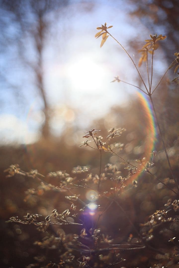 Super-Takumar 55mm F1.8 前期型 S/N：1235298