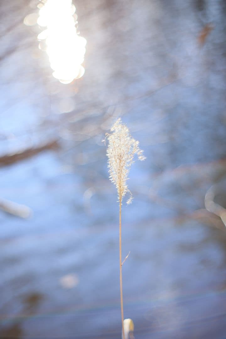 Super-Takumar 55mm F1.8 前期型 S/N：1235298