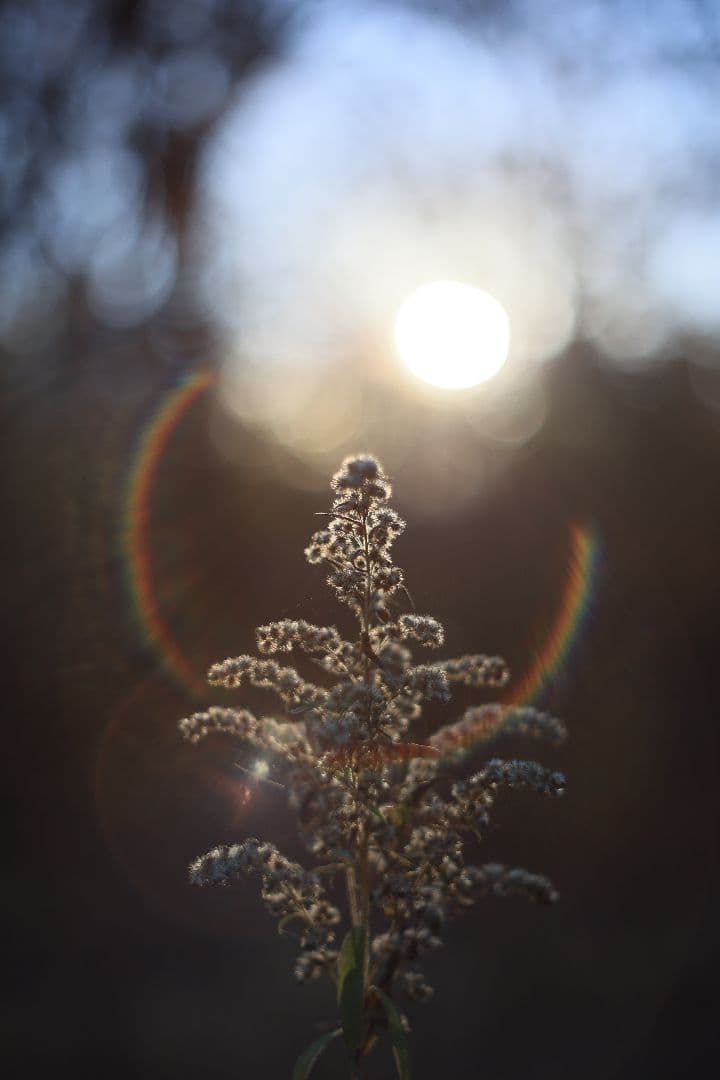 Super-Takumar 55mm F1.8 前期型 S/N：1235298
