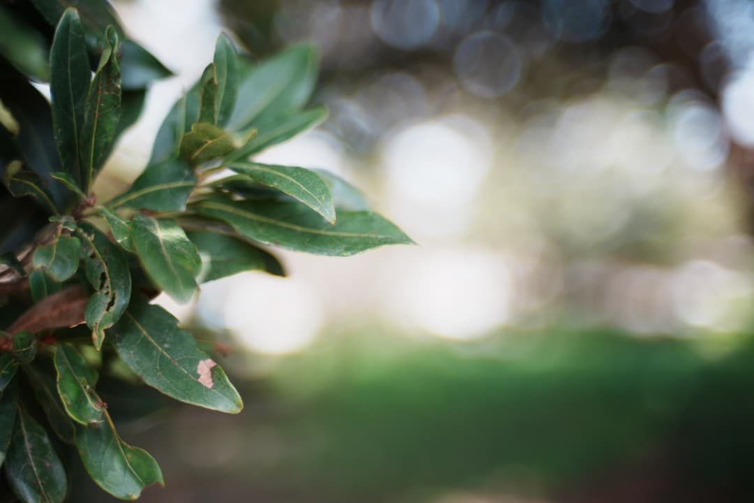 【極美品】動作◎ ニコン　Ai Nikkor 35mm F1.4 515