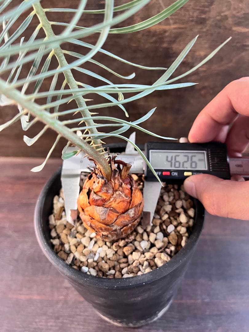 サイカスカイルンシアナM7