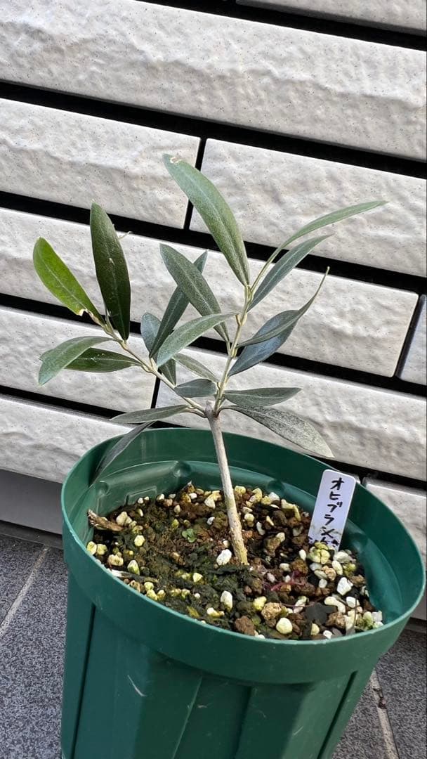 はむ　本物オヒブランカとカラマタ　二苗セット