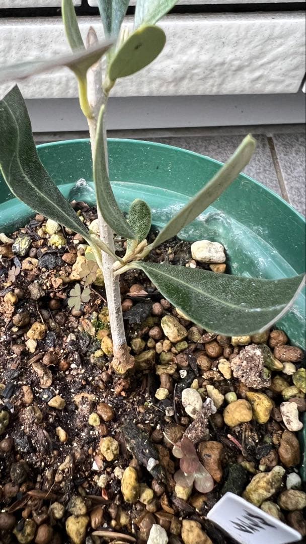 はむ　本物オヒブランカとカラマタ　二苗セット