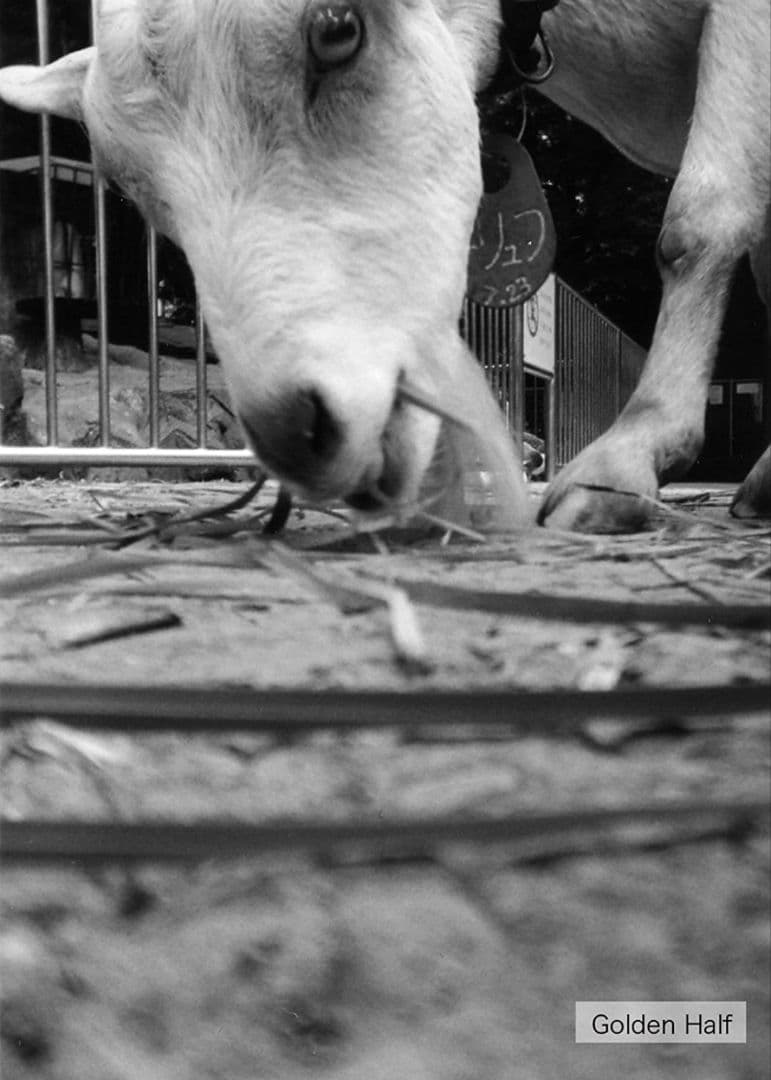 5個セット 激レア 人気 ハローキティ ゴールデンハーフ golden half