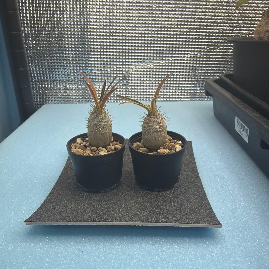 グラキリス　実生　13