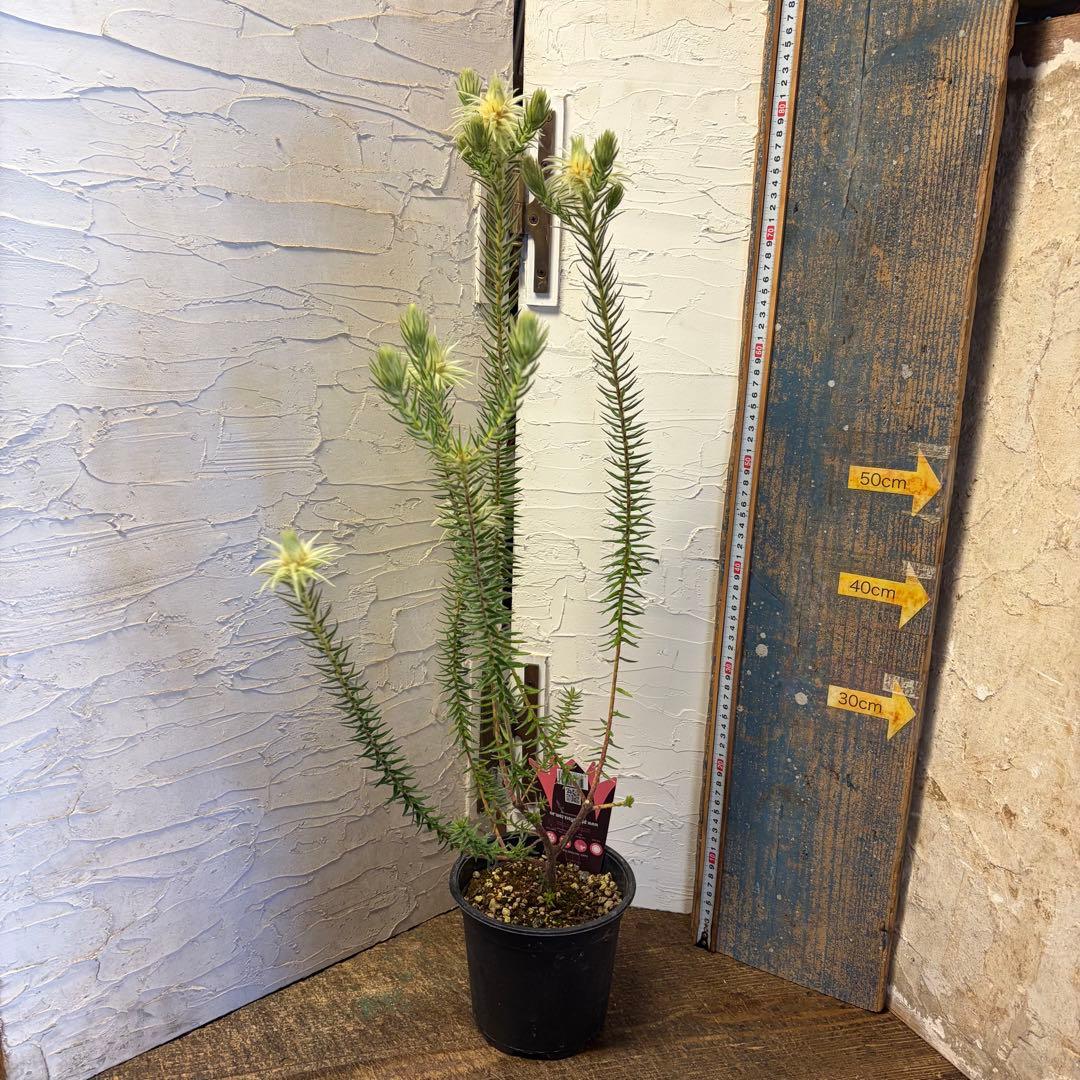 y*a様 ガーデニング　主役張れるアソート　５種　フィリカ　　ユーカリ