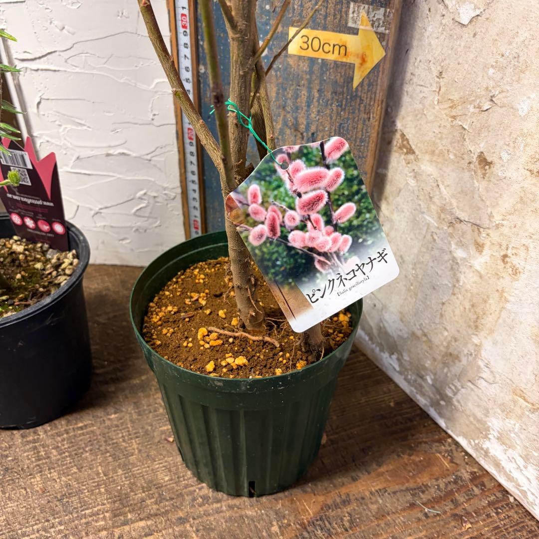 y*a様 ガーデニング　主役張れるアソート　５種　フィリカ　　ユーカリ