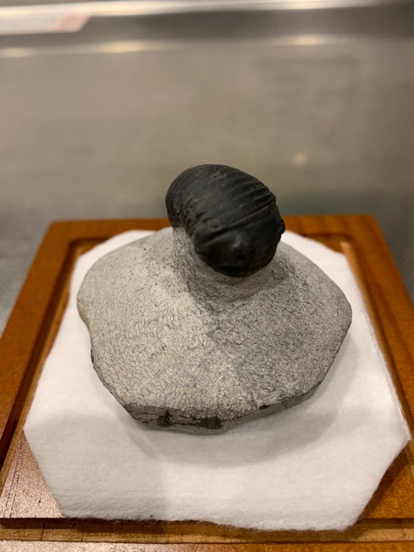 ひろやん　三葉虫Parahomalonotus planus