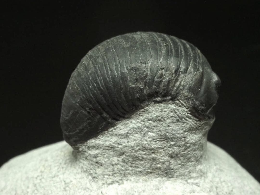 ひろやん　三葉虫Parahomalonotus planus