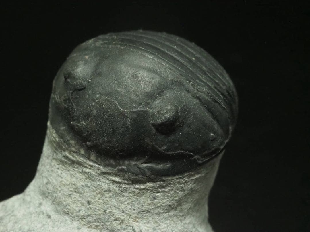 ひろやん　三葉虫Parahomalonotus planus