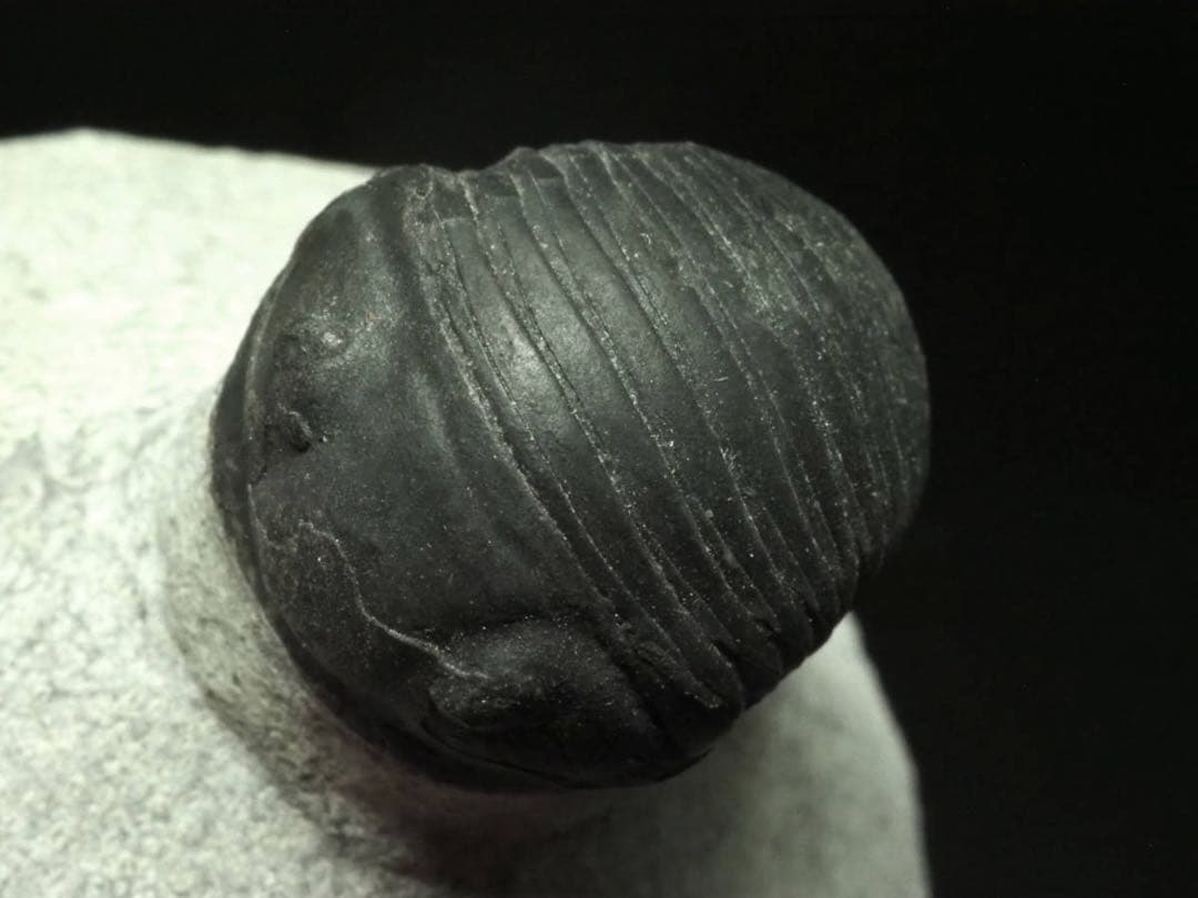 ひろやん　三葉虫Parahomalonotus planus