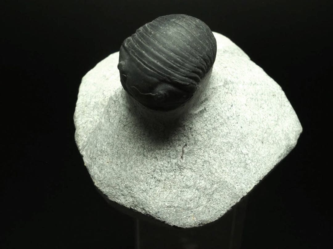 ひろやん　三葉虫Parahomalonotus planus