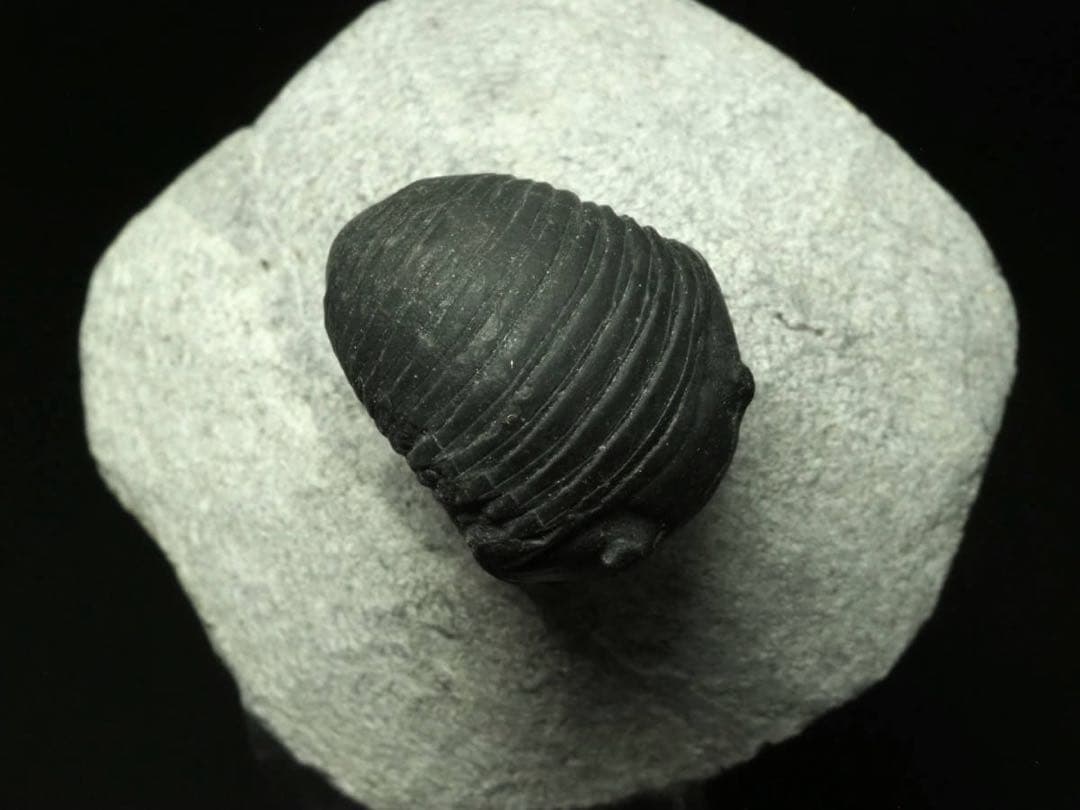 ひろやん　三葉虫Parahomalonotus planus