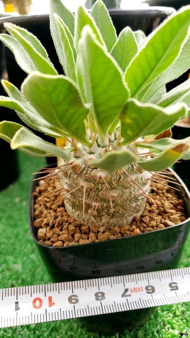 パキポディウム　ナマクアナム　光堂　国内実生