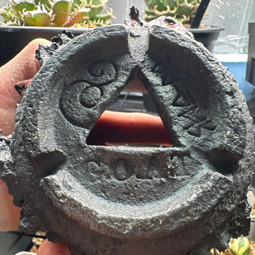 GOAT GODZILLA RED ゴジラ鉢 グラキリス アガベ パキプス