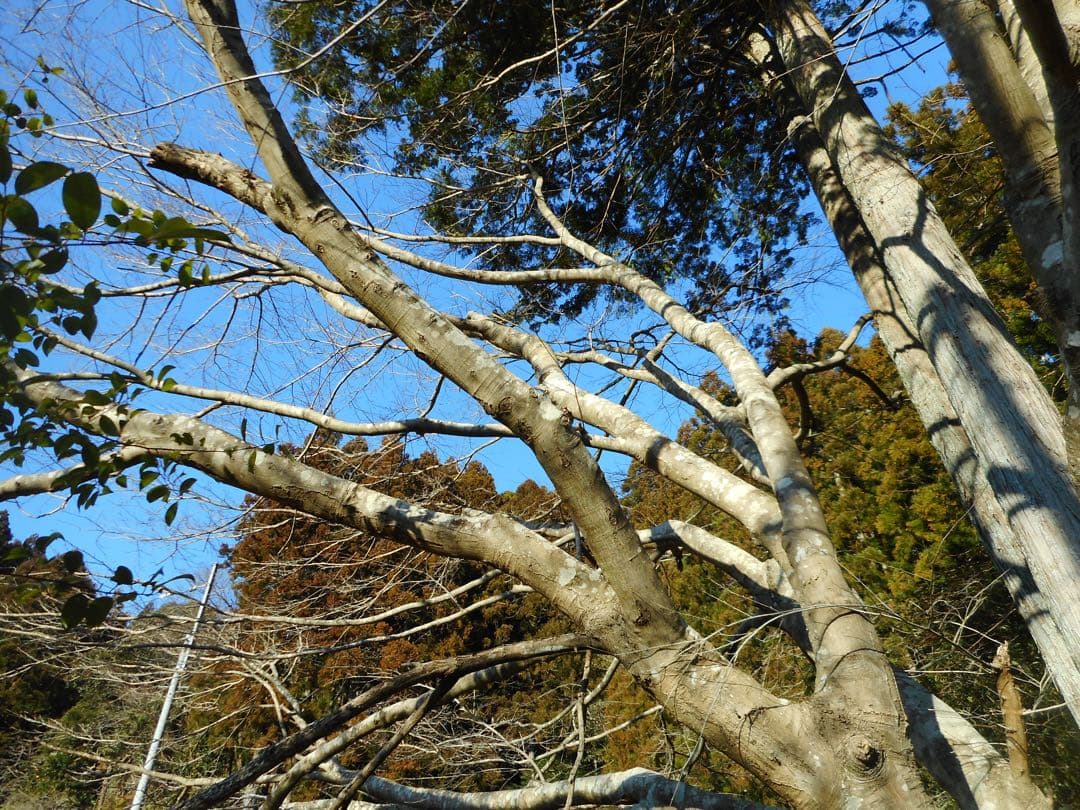 Nikon coolpix A300 ニコン　デジカメ　SDカード付【2GB】