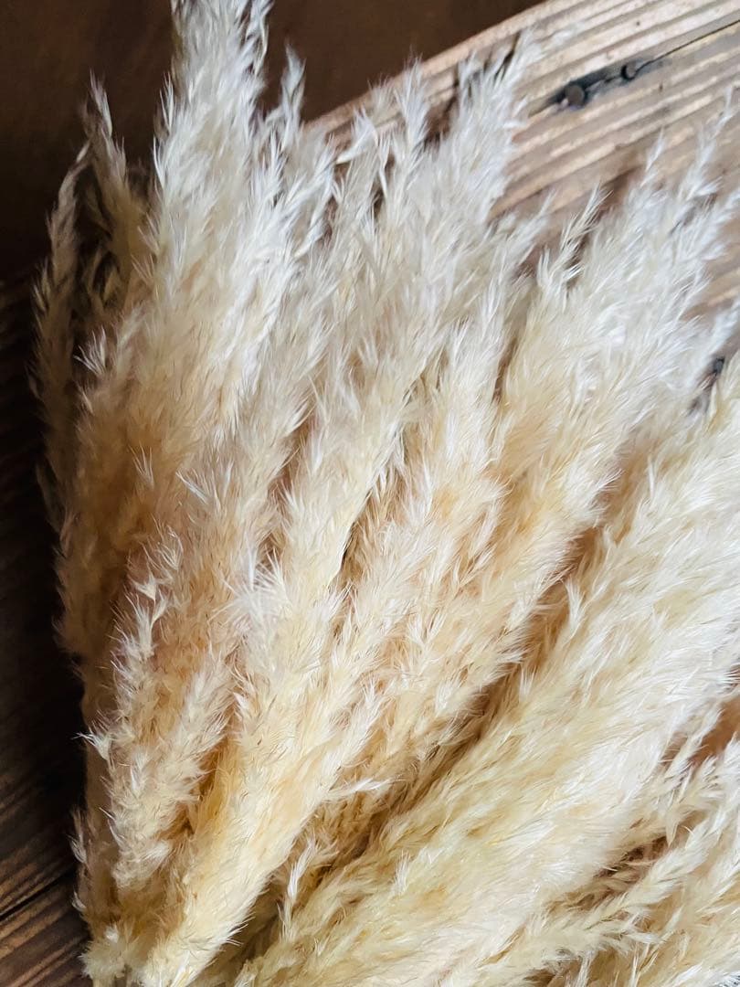 専用ページ　パンパスグラス