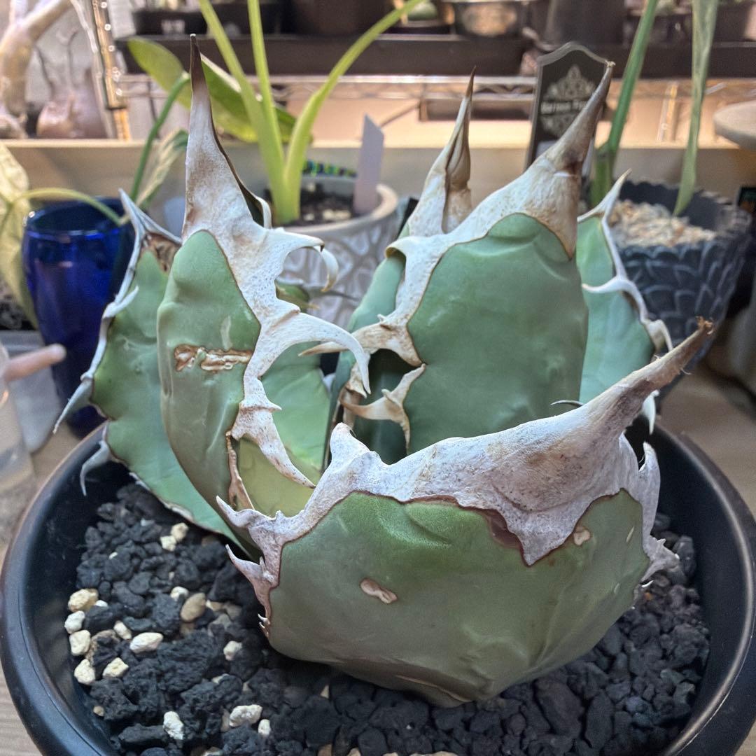 p*n様 アガベ　オアハカ　現地球