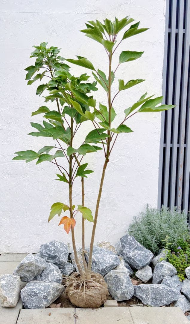 優良株。カクレミノ株立ち1.5M(鉢底から)品番D