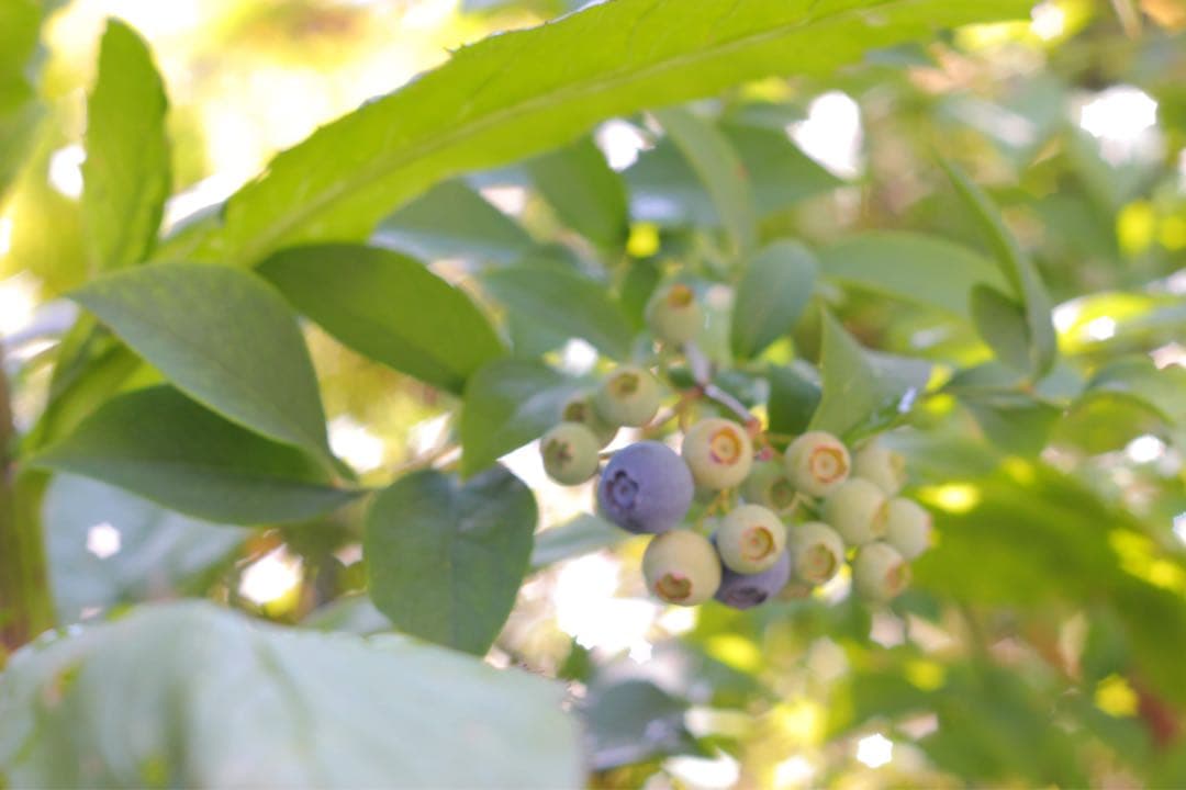 インダスター　オールドレンズ　星