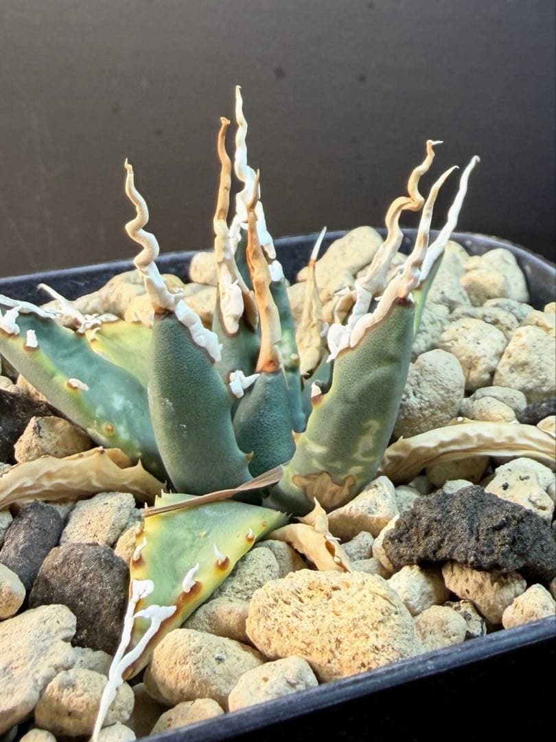 K*U様 アガベ　ユタエンシス　エボリスピナ　陽炎 実生　鉢ごと