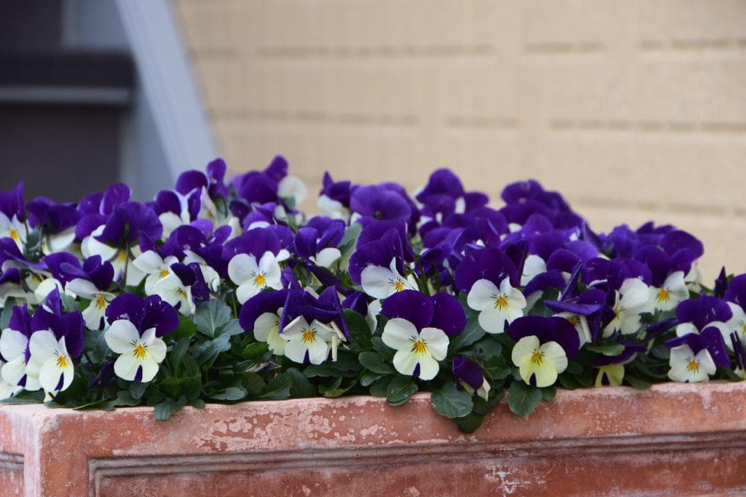 【作成あり】Nikon AF-S 18-200mm VR　手振れ補正　中望遠