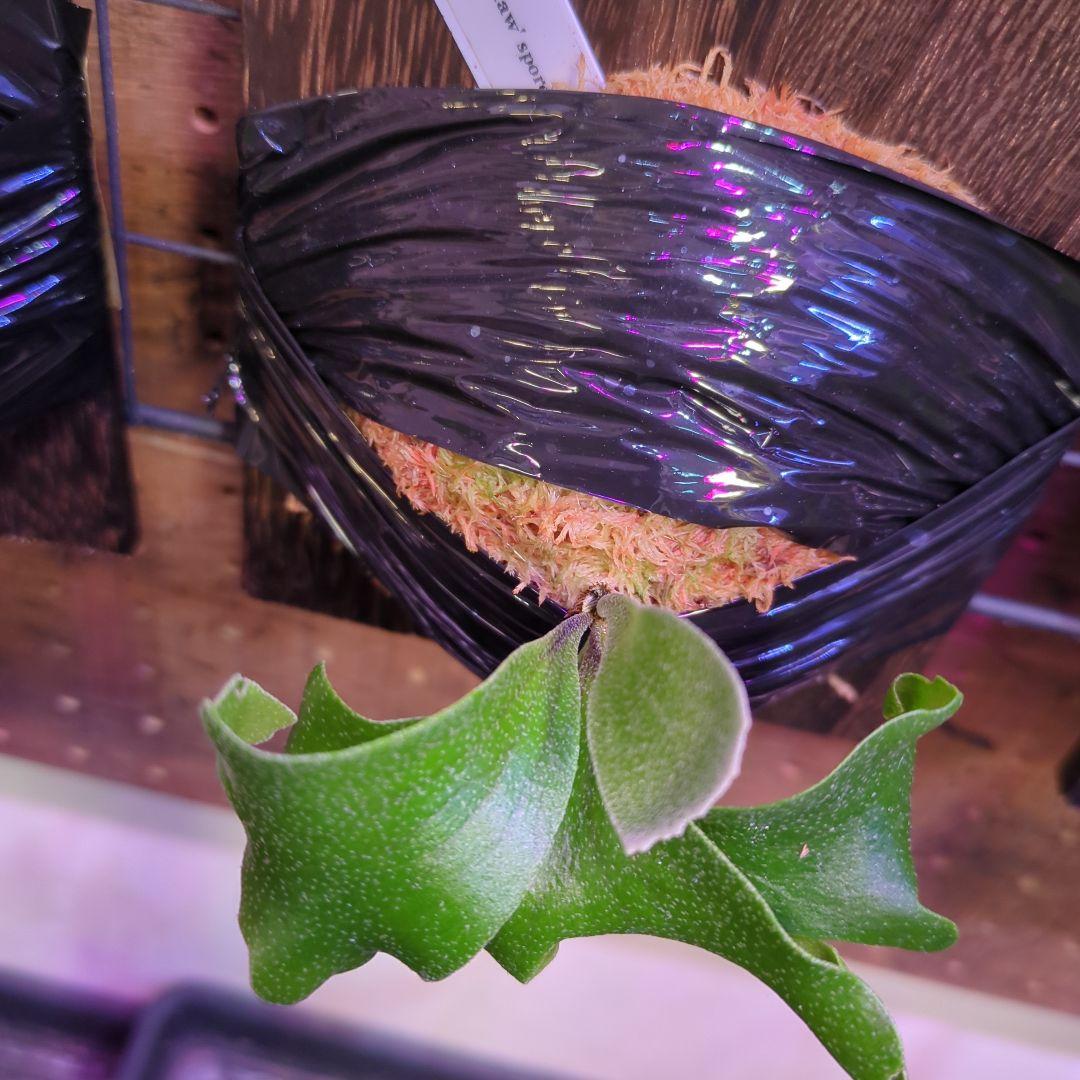 し*け様 【2/7(土)迄】7品種セット/ビカクシダ