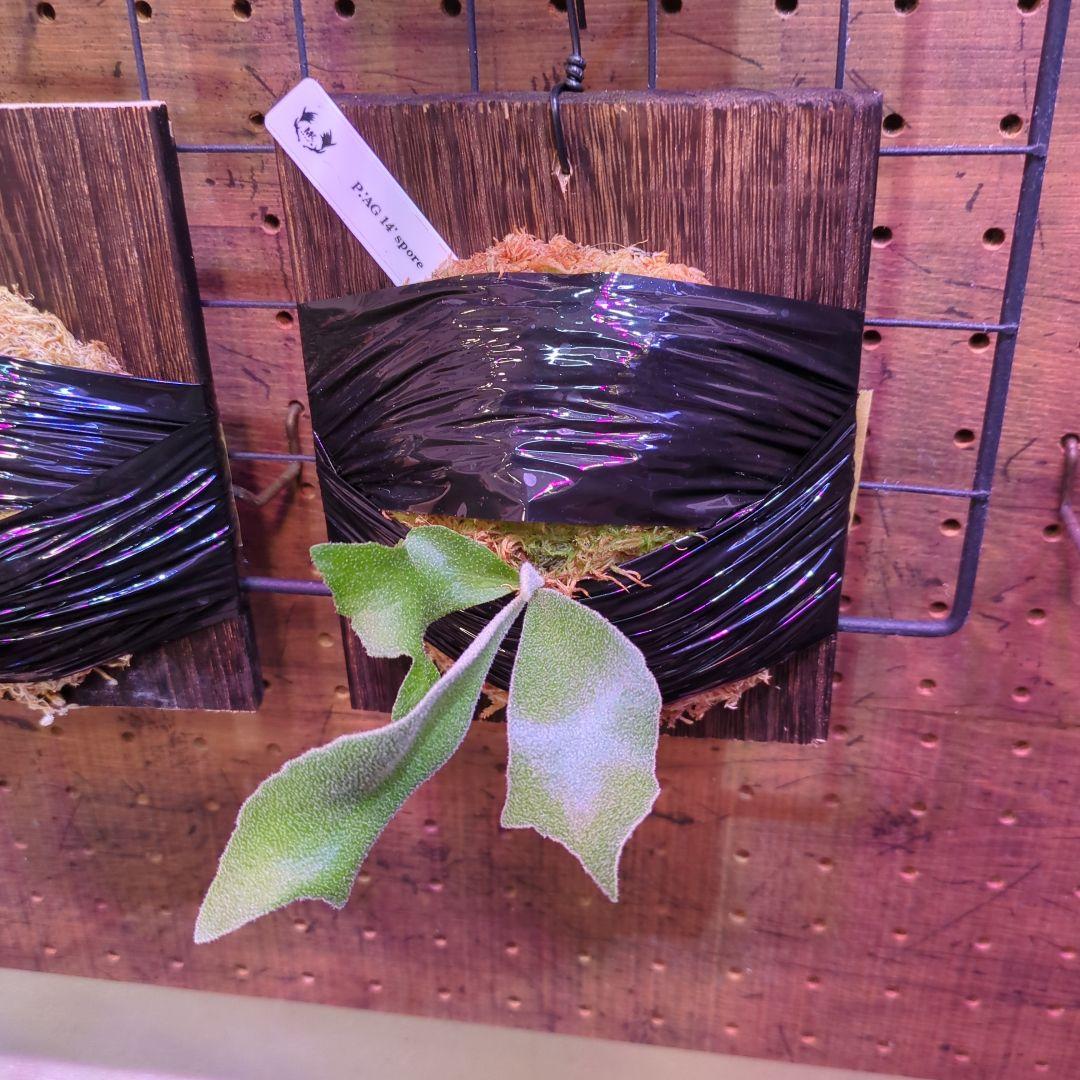 し*け様 【2/7(土)迄】7品種セット/ビカクシダ