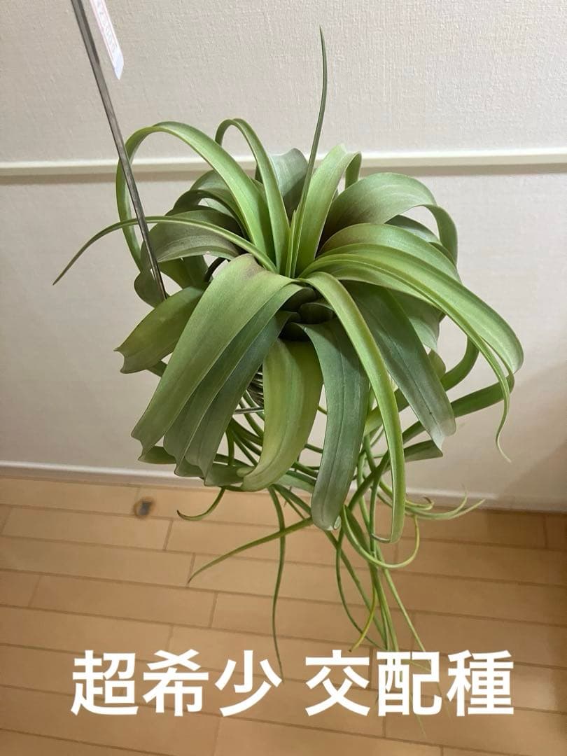 ★*★様 超希少 チランジア リメンバランス ( フレクスオーサ x ストレプト