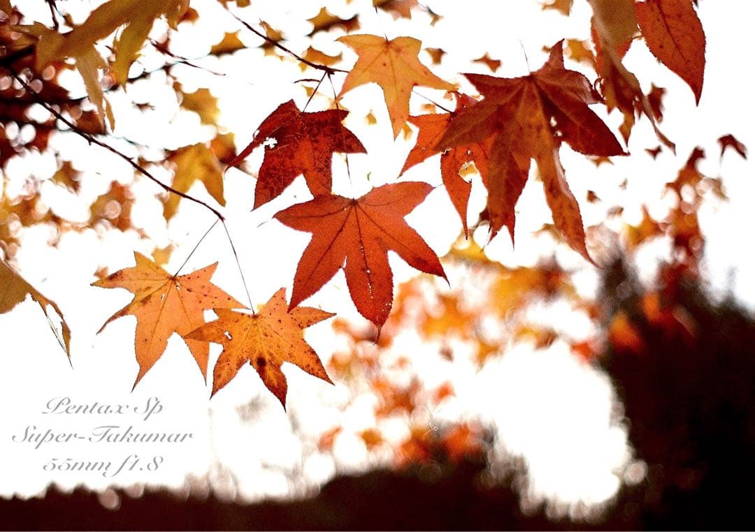 pentax sp フルセット★完動品＊美品＊初期保証付！★作例多数