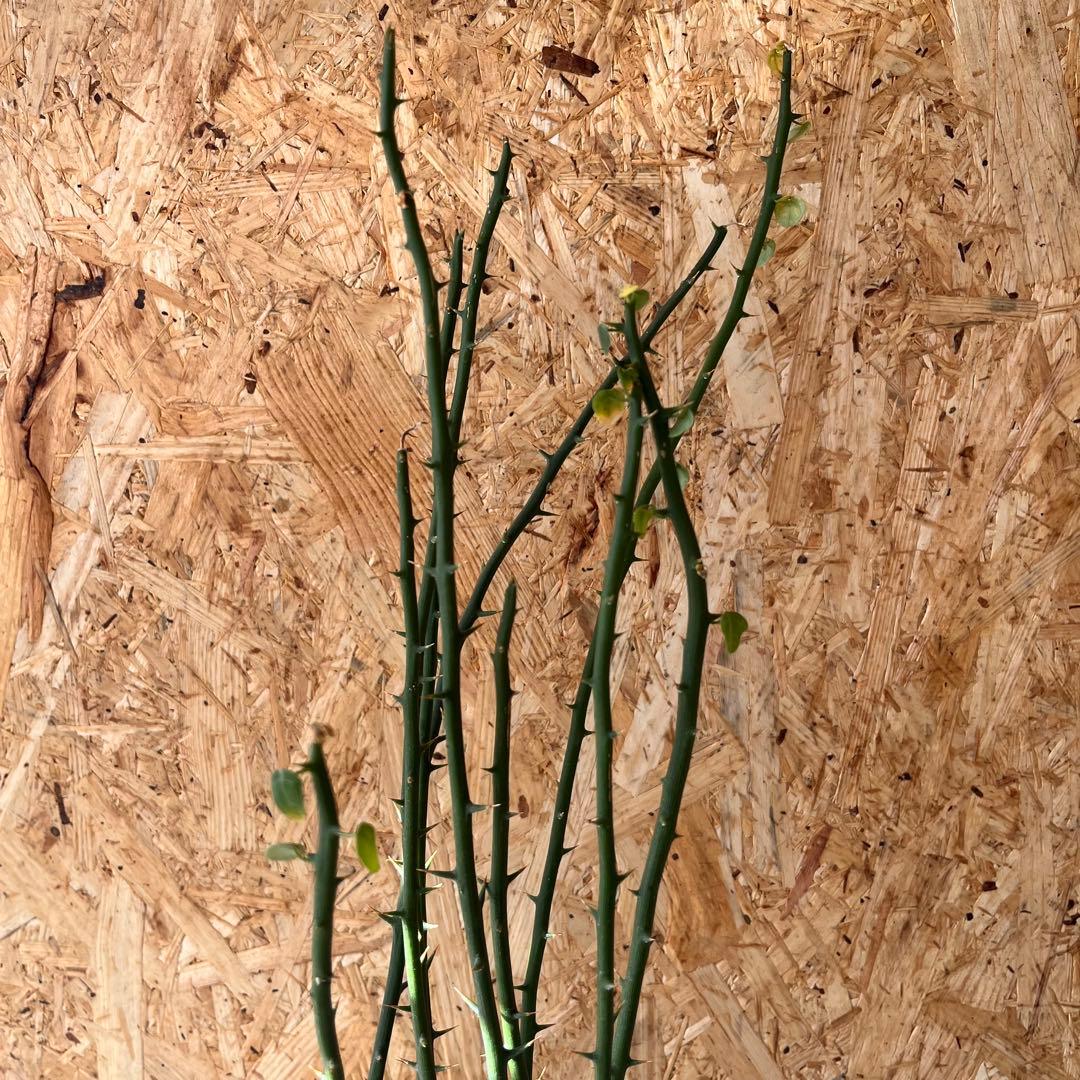 シ*ク様 現地球　アデニア　プセウドグロボーサ　Adenia pseudoglo