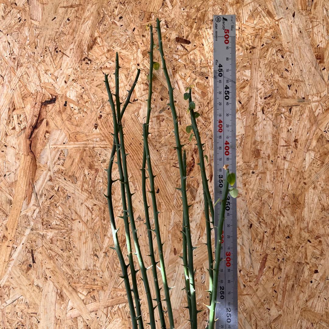 シ*ク様 現地球　アデニア　プセウドグロボーサ　Adenia pseudoglo