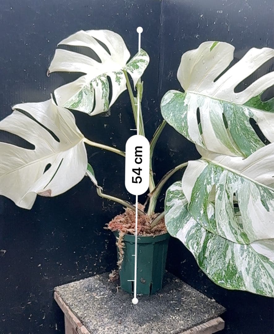 な*け様 斑入りモンステラ ホワイトタイガー極美大株54cm白斑多