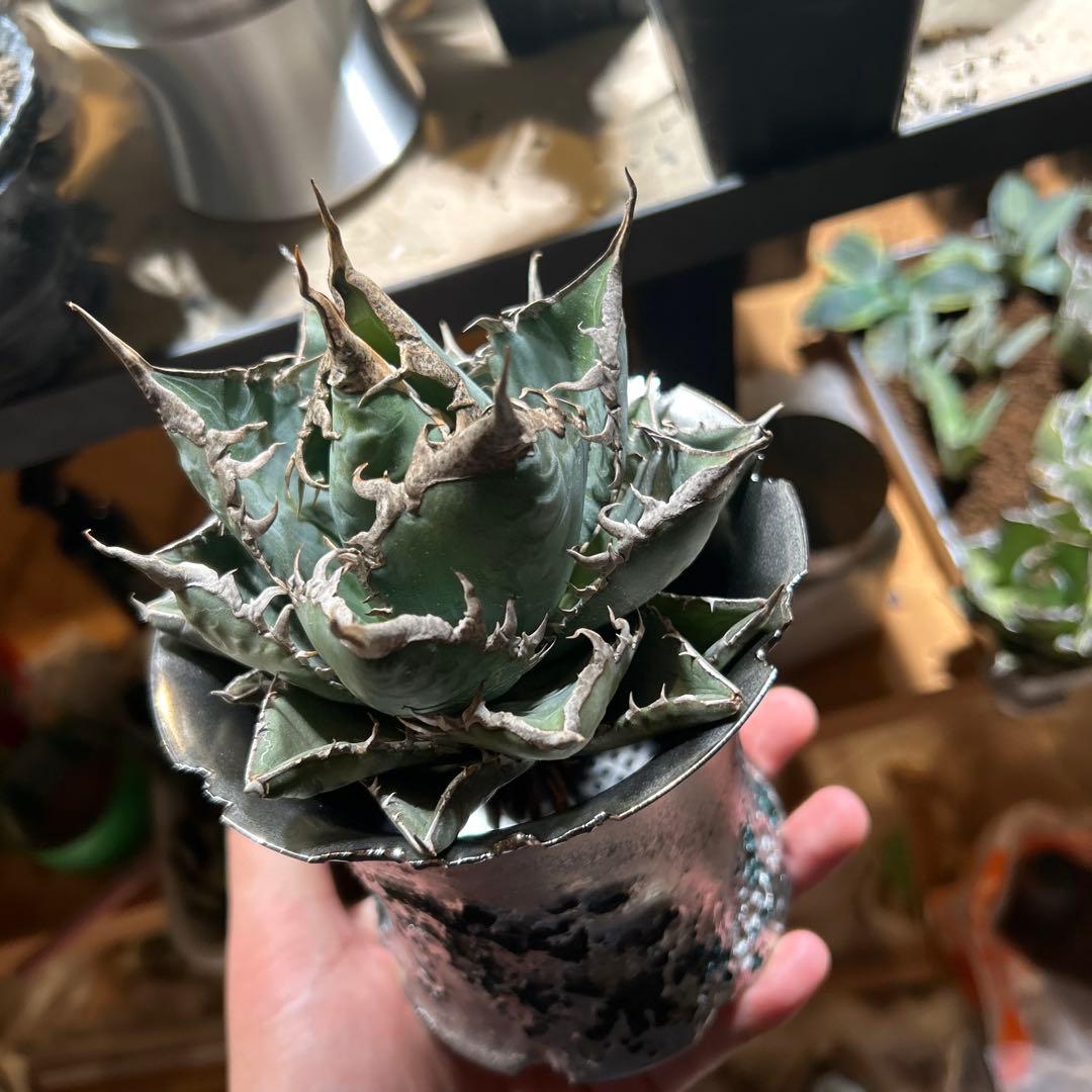 アガベ　海王　［烈海王］極上美株　コレクション株　陽炎　特価　プレステラ発送