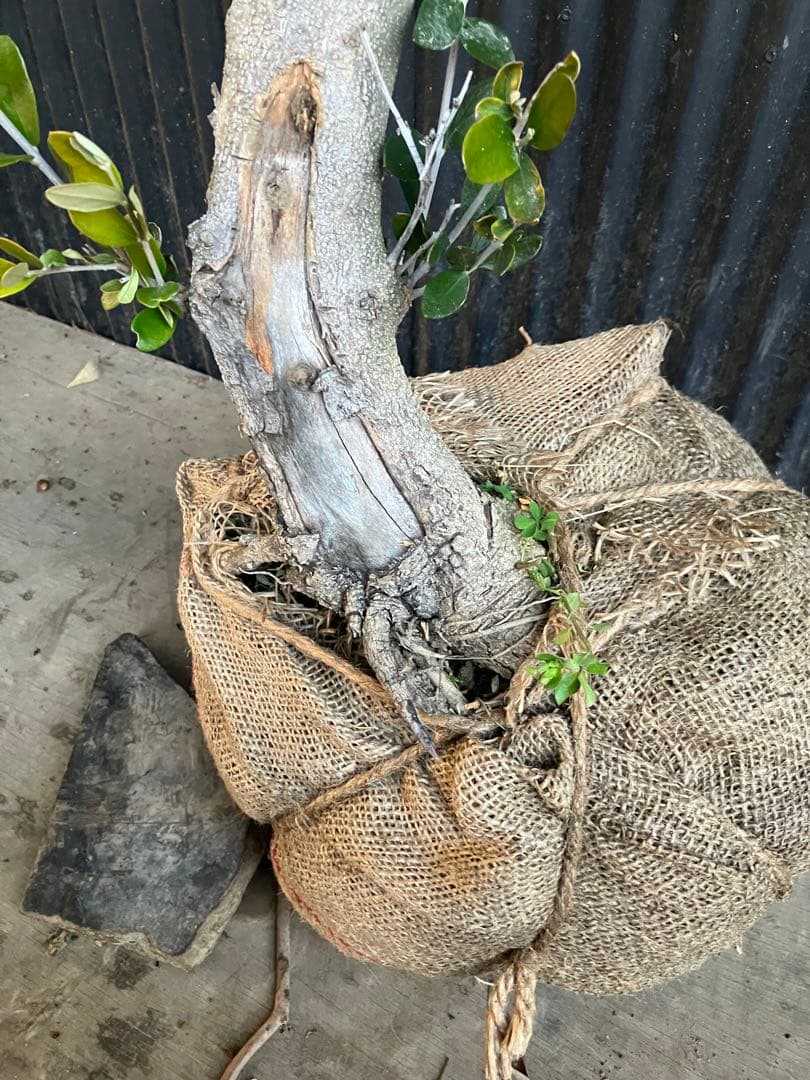 古木　オリーブの木　ルッカ