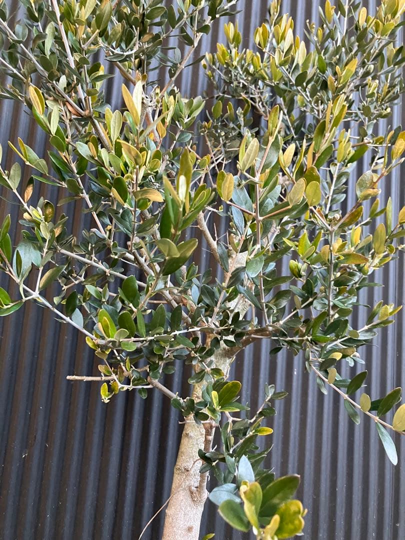 古木　オリーブの木　ルッカ