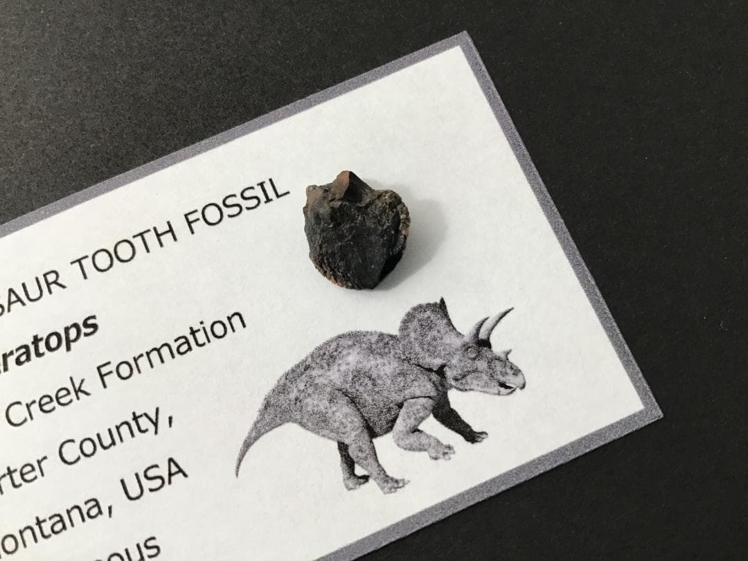 化石 トリケラトプス 歯 [TR100] 恐竜の歯 恐竜の化石