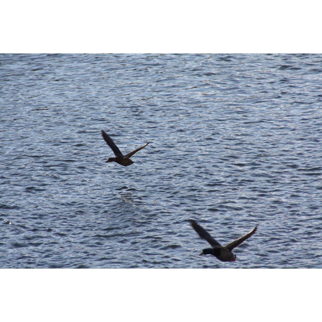 ❤即購入1000円OFF❤ キャノン Kiss X2 超望遠 ダブルレンズ