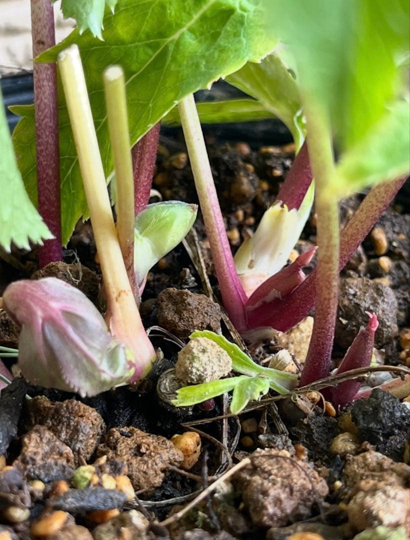 クリスマスローズ苗　⭐️157 sdホワイトブロッチ✖️ddエクリプスゴールドタイプ