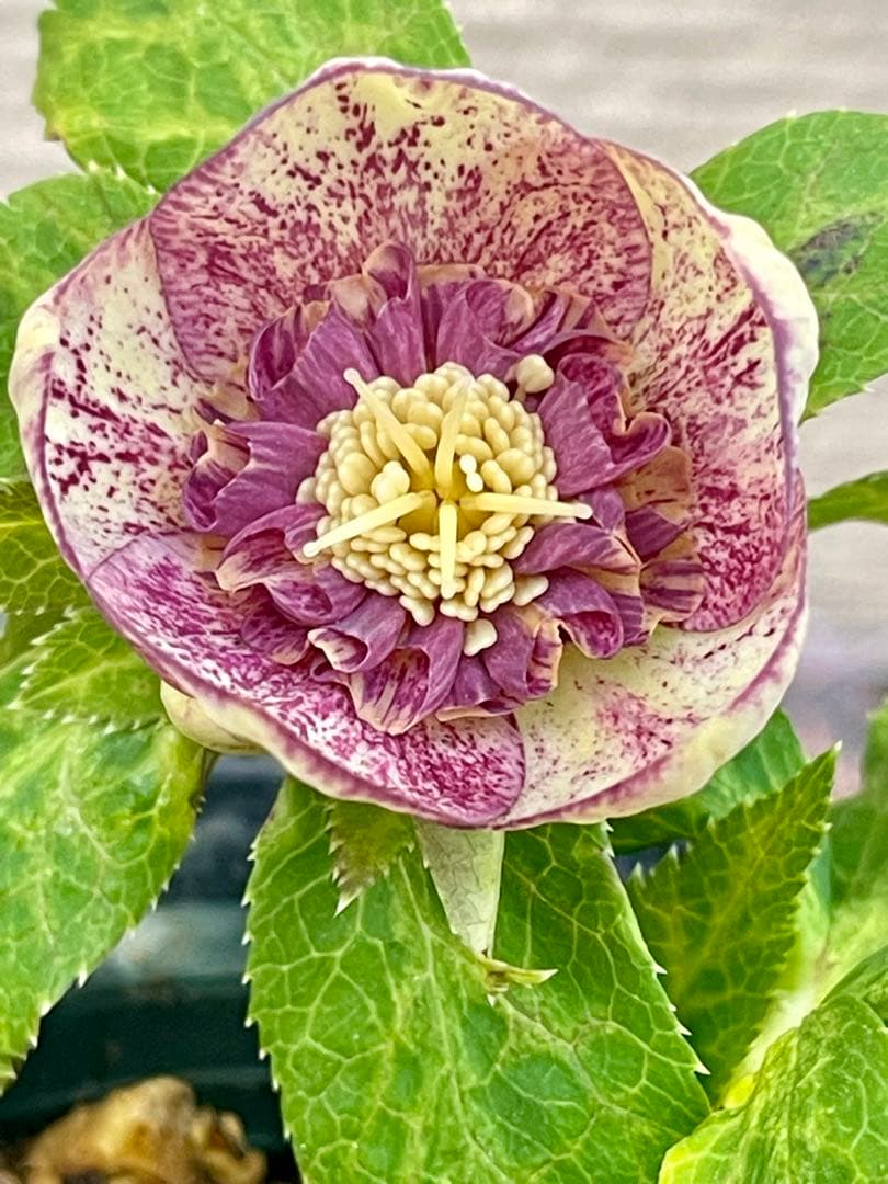 クリスマスローズ苗　⭐️157 sdホワイトブロッチ✖️ddエクリプスゴールドタイプ